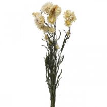 Droge decoratie strobloem crème helichrysum gedroogd 50cm 30g