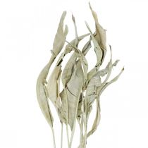 Strelitzia bladeren gedroogd groen mat 45-80cm 10st