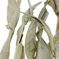 Strelitzia bladeren gedroogd groen mat 45-80cm 10st