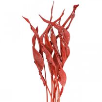 Strelitzia bladeren rood mat droog floristiek 45-80cm 10p