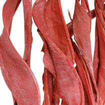Strelitzia bladeren rood mat droog floristiek 45-80cm 10p