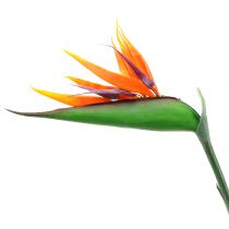 Artikel Strelitzia Paradijsvogel 95cm