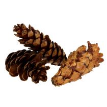 Artikel Strobus kegels 10-15cm geschilderd 100 stuks