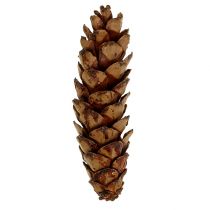 Artikel Strobus kegels 10-15cm geschilderd 100 stuks