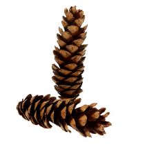 Strobuskegels 20 - 25cm gelakt 50st