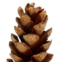 Artikel Strobus kegels 20 - 25cm geschilderd 50 stuks