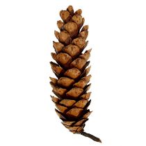 Artikel Strobus kegels 20 - 25cm geschilderd 50 stuks