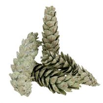 Artikel Strobus kegels als natuurlijke decoratie 15cm - 20cm groen 50st