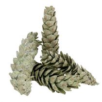 Artikel Strobus kegels als natuurlijke decoratie 15cm - 20cm groen 50 st