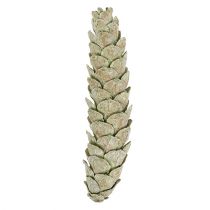 Artikel Strobus kegels decoratie appelgroen wit gewassen 15-20cm 50 stuks