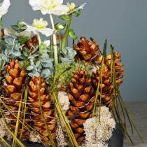 Artikel Strobus kegels 15 - 20cm beschilderd 100 stuks