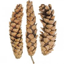 Dennenappels White Pine Strobus Nature Gemengd 2,5kg