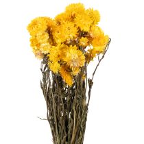 Artikel Gedroogde gele strobloem (Helichrysum), bosje gedroogde bloemen, 100 g