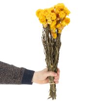 Artikel Gedroogde gele strobloem (Helichrysum), bosje gedroogde bloemen, 100 g