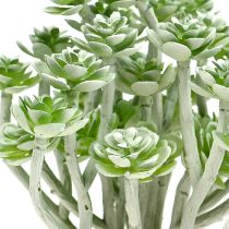 Succulent Echeveria 17cm Grijs 3st