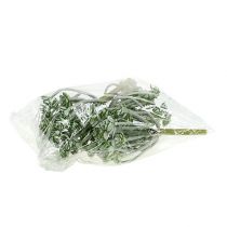 Artikel Vetplant Echeveria 17cm Grijs 3 st