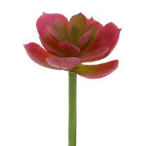 Artikel Vetplant Ø5cm Roze 6 st