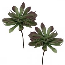 Succulent groen, bordeaux 10cm 12st