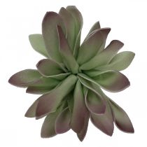 Succulent groen, bordeaux 10cm 12st