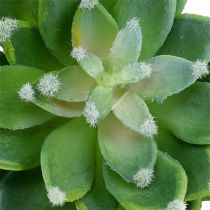 Succulent steen rose groen Ø10cm H11cm 3st