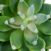 Artikel Succulent steen rose groen Ø10cm H11cm 3st