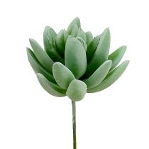 Artikel Vetplant Echeveria Ø6,5cm L11cm 6 st