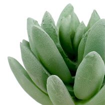 Sappige Echeveria Ø6.5cm L11cm 6st