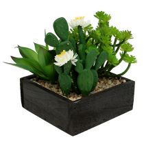Sappig in een houten doos H14cm 1p