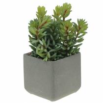 Sappige slangensedum in pot H16cm