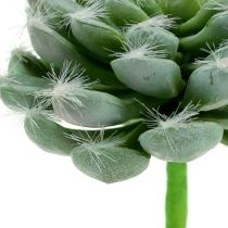 Succulent groen Ø8.5cm L13cm