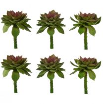 Artikel Vetplant steen roos 6cm groen 6st