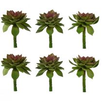 Succulente Steenroos 6cm Groen 6 Stuks