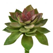 Artikel Vetplant steen roos 6cm groen 6st