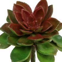 Artikel Succulente steen roos 6cm groen 6st