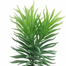 Vetplant Senecio ragwort groen 20cm