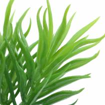 Vetplant Senecio ragwort groen 20cm