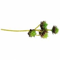 Artikel Succulente pick groen / bruin 35,5 cm