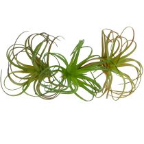 Tillandsia assorti 8cm 3st