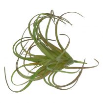 Tillandsia assorti 8cm 3st