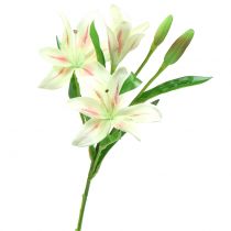 Tijgerlelie creme 60cm