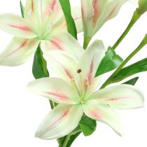 Tijgerlelie creme 60cm