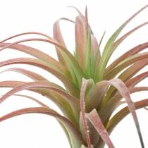 Tillandsia groen-rood geflockt 15cm 4st