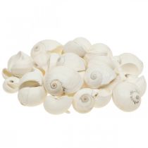 Tafeldecoratie maritiem, lege slakkenhuisjes wit 3-4,5cm 500g
