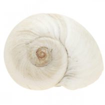 Tafeldecoratie maritiem, lege slakkenhuisjes wit 3-4,5cm 500g