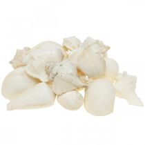 Tafeldecoratie maritiem, lege slakkenhuisjes wit 4-5cm 500g mix