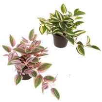 Artikel Tradescantia Groene kunstplant in pot H19,5cm 2st