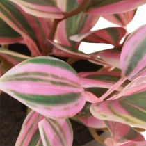 Artikel Tradescantia Groene kunstplant in pot H19,5cm 2st