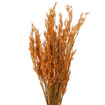 Artikel Dry Deco Haver Deco in Oranje L64cm 70-75g 2st