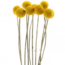 Artikel Craspedia Droogbloemen Drumsticks Geel 70cm 10st