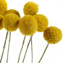 Droogbloem Craspedia Gele gedroogde drumstick bos